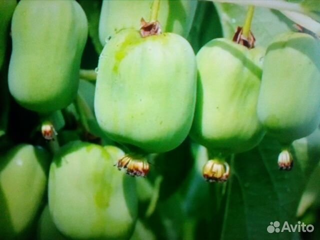 Актинидия, Яблони