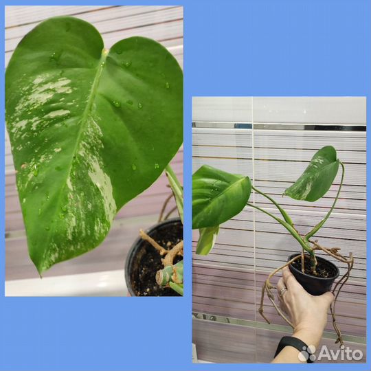 Монстера Альба