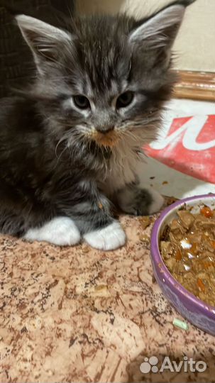 Котята мейн-кун