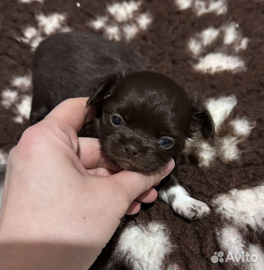 Щенки чихуахуа