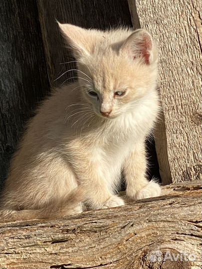 Котодети ищут семью