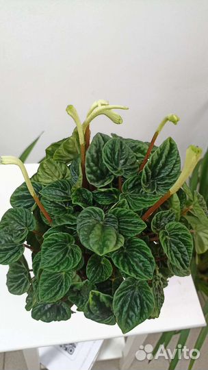 Пеперомия лилиан