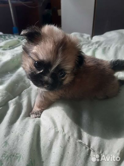 Щенки чихуахуа