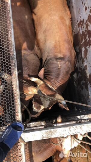 Быки коровы телки телята