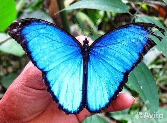 Салют из Живых тропических Бабочек с/б-54