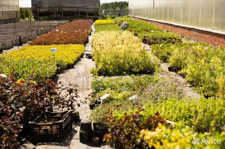 Смородина, крыжовник, ежевика, шелковица