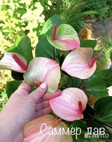 Антуриумы детки