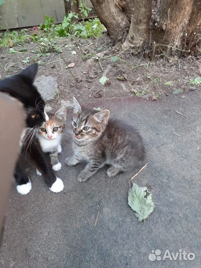 Котята 2.5 месяца в добрые руки