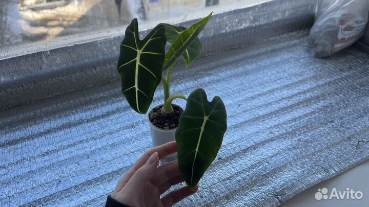 Алоказия Мишольца