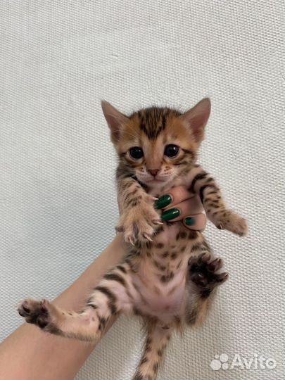 Бенгальская