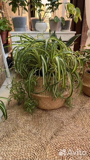 Хлорофитум бонни