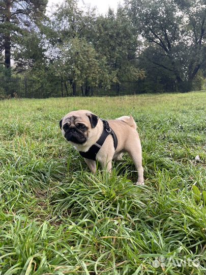 Мопс вязка мальчик