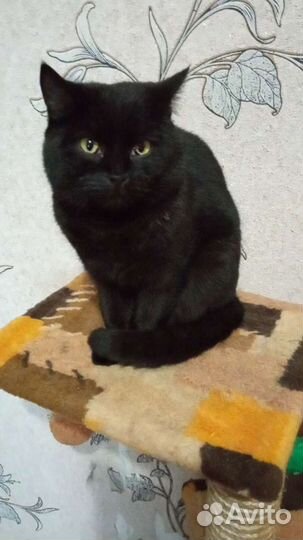 Багира 8 месяцев привита, стериализована приучена