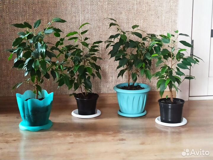 Фикус бенджамина даниэль