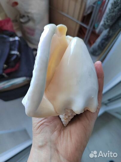 Ракушка морская большая