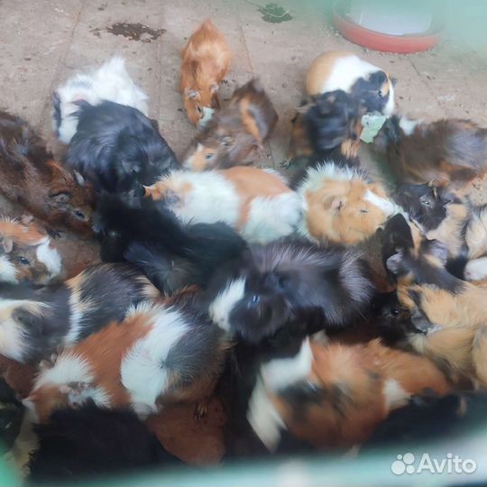 Морские свинки