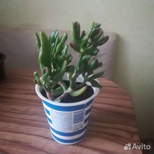 Крассула хоббит