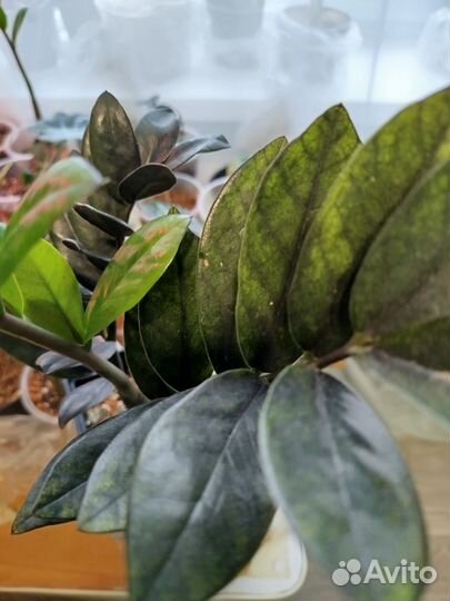 Замиокулькас