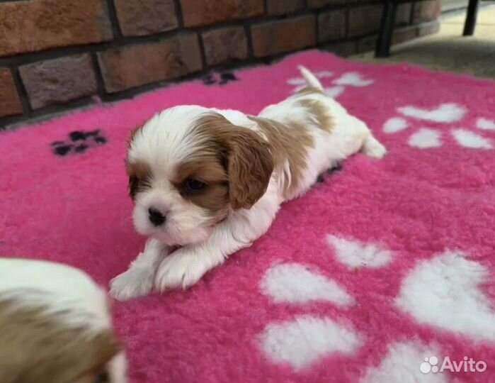 Кавалер кинг чарльз спаниель