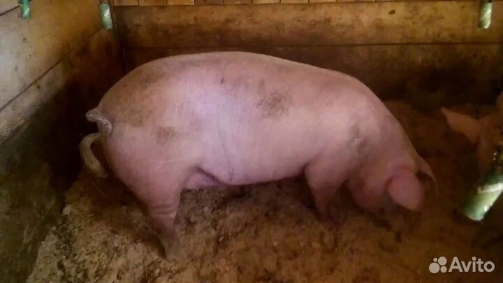 Свинка ландрас