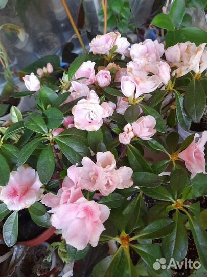 Азалия очень красивое растение