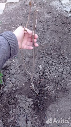 Фиалки, гибискус,золотой ус, сирень