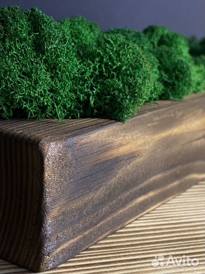 Кашпо со стабилизированным мхом