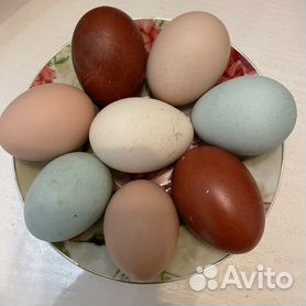 Ку-ку! Как кукушки красят свои яйца для подмены?