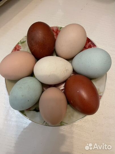 Инкубационное яйцо породной птицы