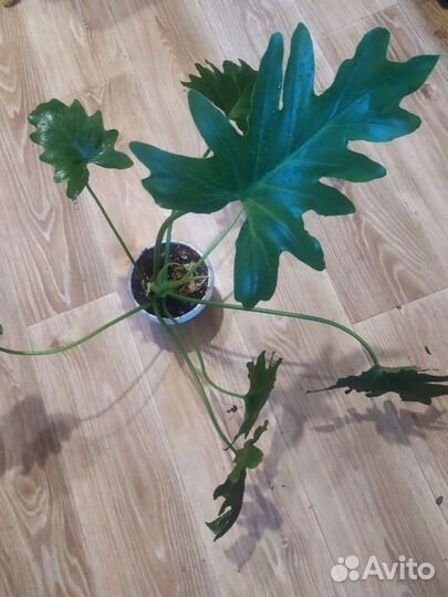 Филодендрон Шангри ла