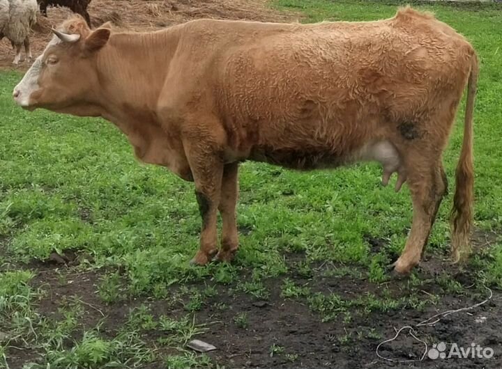 Корова молочная,бык и телочка