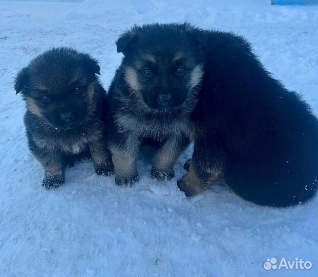 Щенки немецкой овчарки