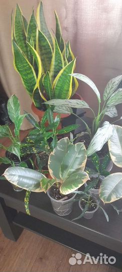 Комнатные растения