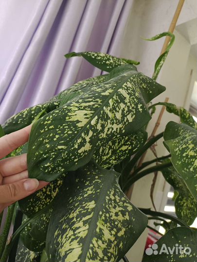 Диффенбахия 2 метра