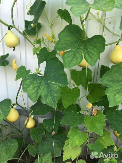 Саженцы ремонтантной малины