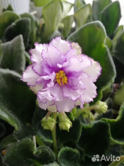 Продам цветы комнатные