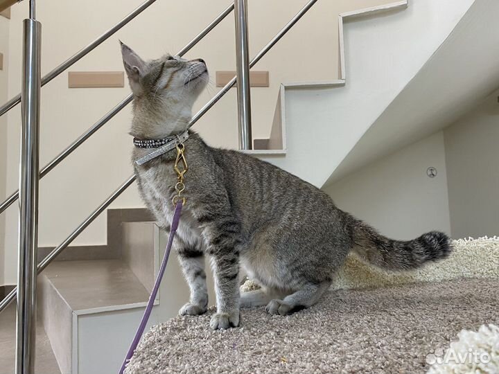 Кошечка чаузи/ пиксибоб Снежана