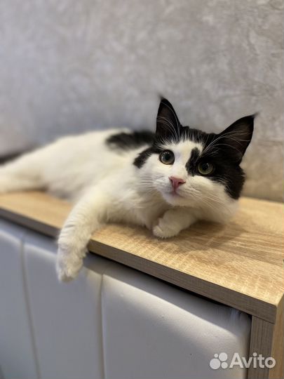 Передержка для животных