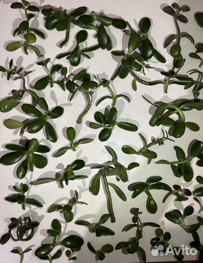 Черенки - Крассула Овата Денежное дерево Толстянка