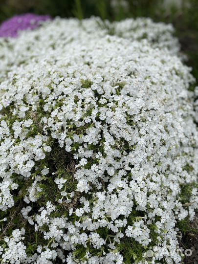 Флокс шиловидный-весенний хит
