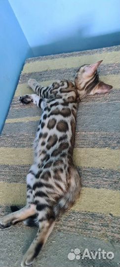 Красавчики