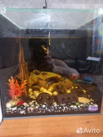 Аквариум 30 литров(со всем содержимым)