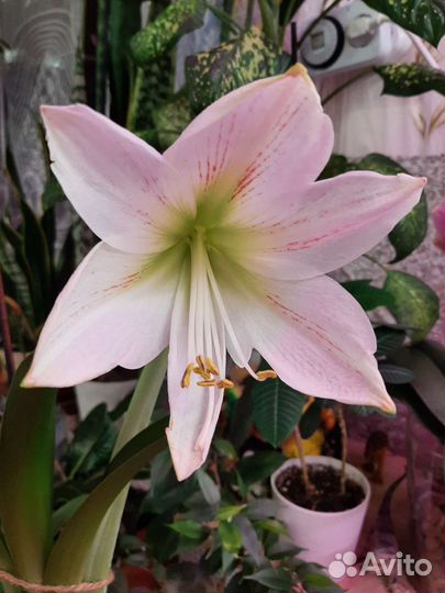 Гиппеаструмы