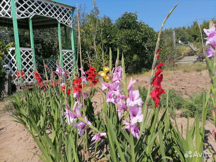 Гладиолусы