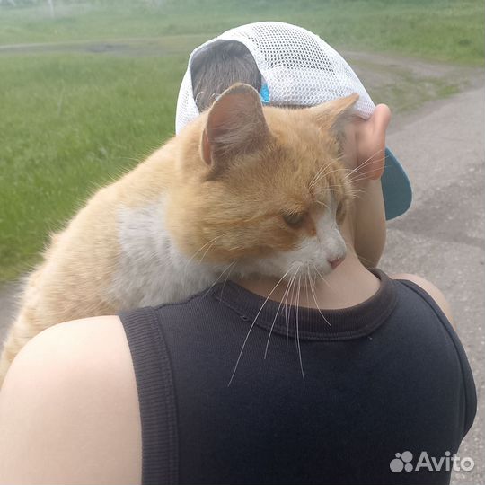 Продам кота