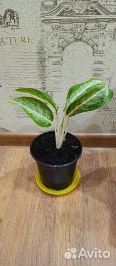 Аглаонема милки вей