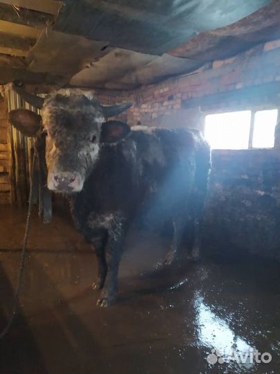 Быки сементалы