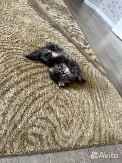 Персидская