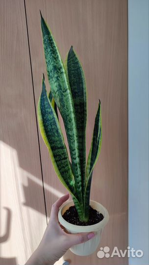 Сансевиерия