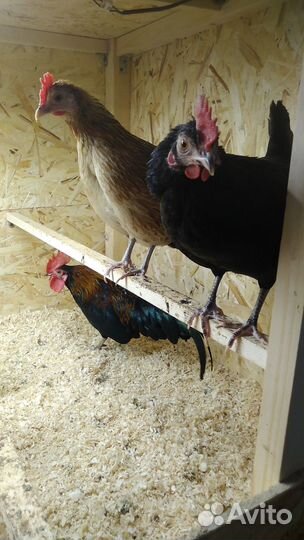 Инкубационное яйцо и цыплята Бентамки